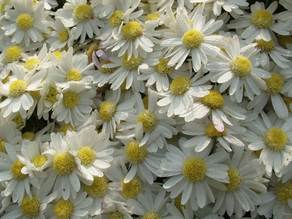 chrysanthemum 'Pitstop'
