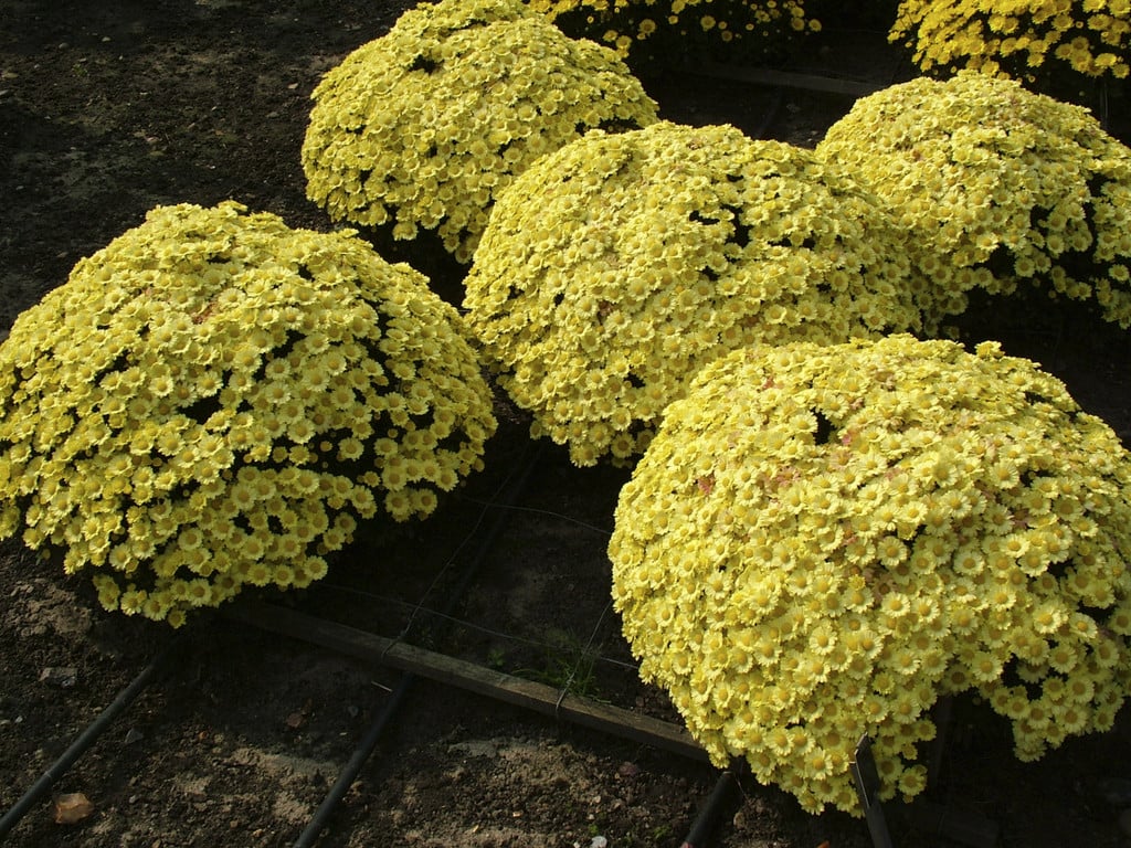 chrysanthemum 'Boulevard Yellow'