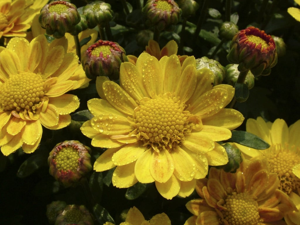 chrysanthemum 'Matinee'