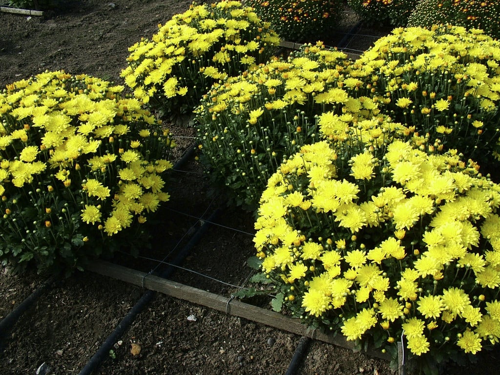 chrysanthemum 'Filmstar'