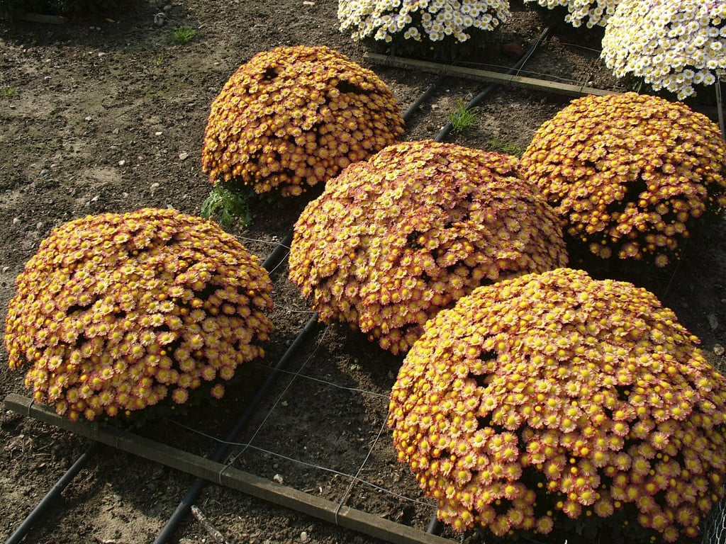 chrysanthemum 'Boulevard Bronze'