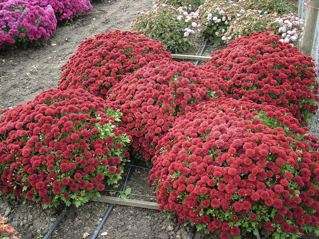 chrysanthemum 'Moulin Rouge'