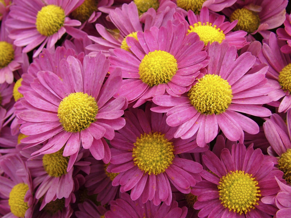 chrysanthemum 'Tinseltown'