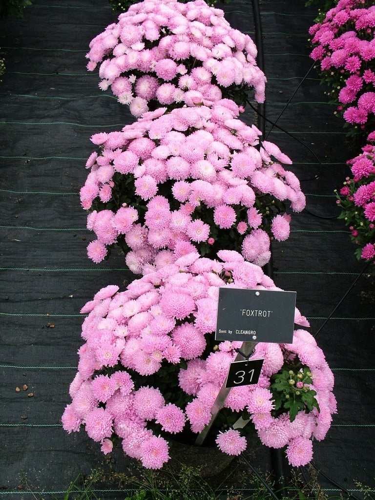 chrysanthemum 'Foxtrot'