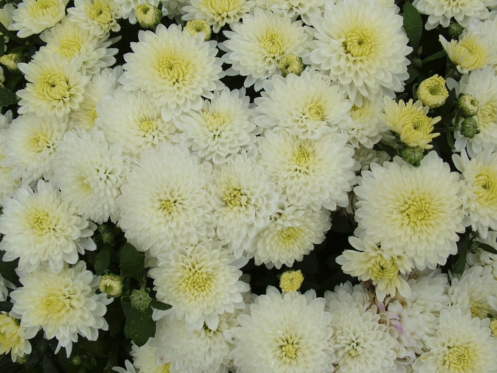 chrysanthemum [Linda]