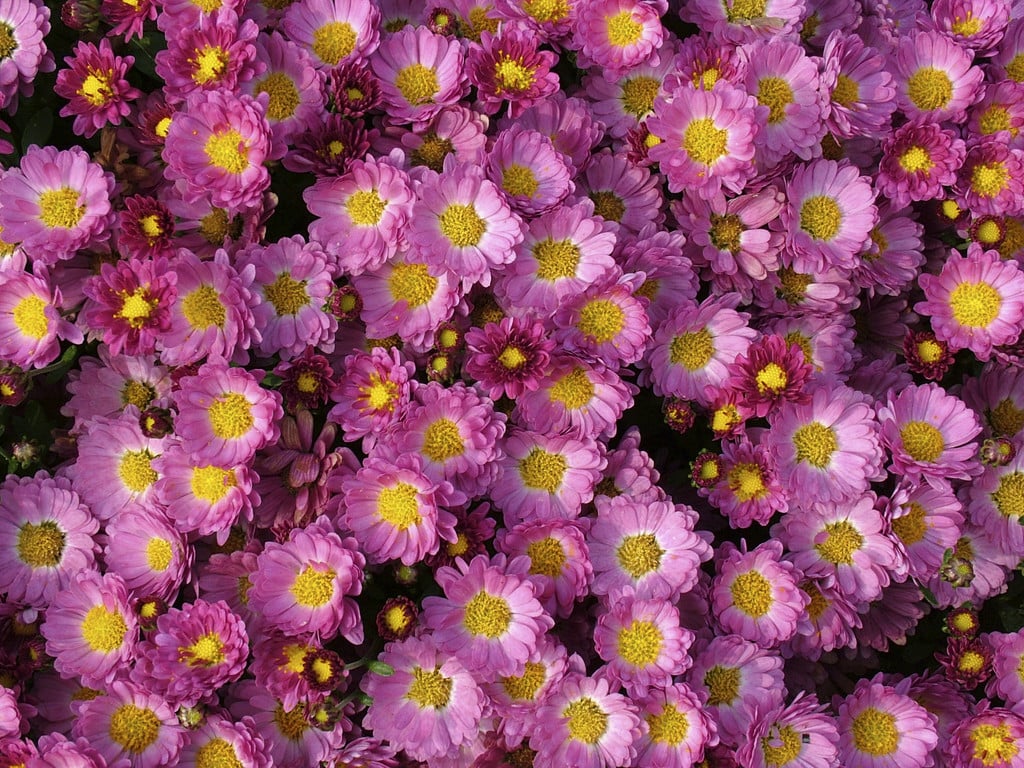 chrysanthemum 'Holbein'