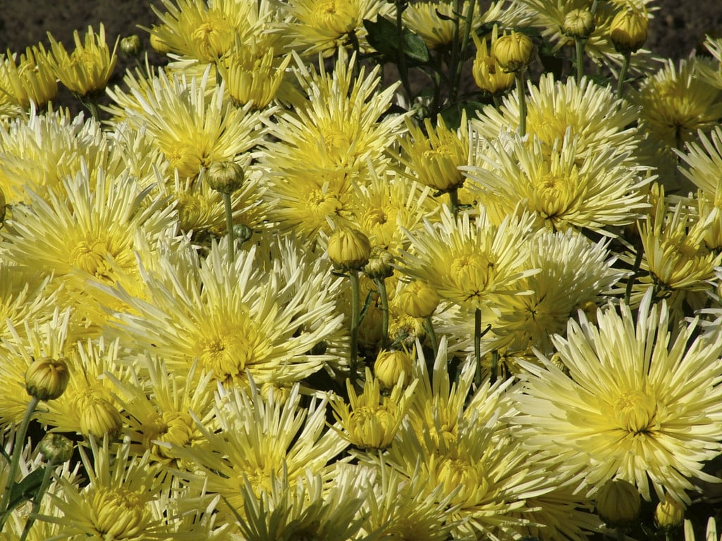 chrysanthemum 'Sea Urchin'