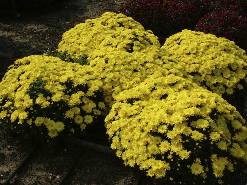 chrysanthemum 'Firecracker'