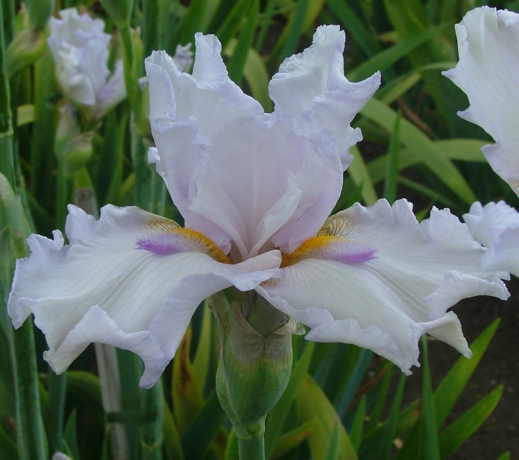 iris 'Brave New World'