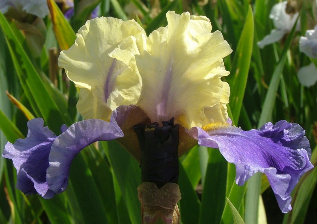 iris 'Edith Wolford'