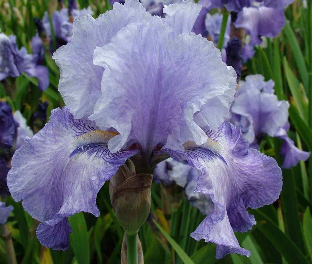 iris 'Handshake'