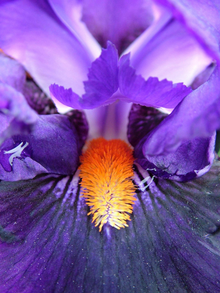 iris 'Tom Johnson'