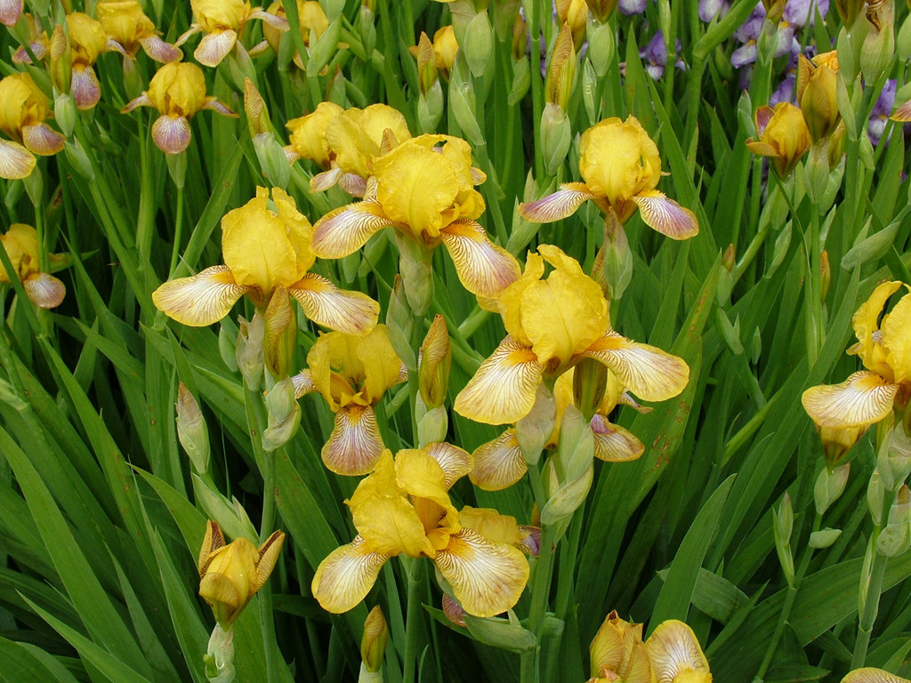 iris 'Headcorn'
