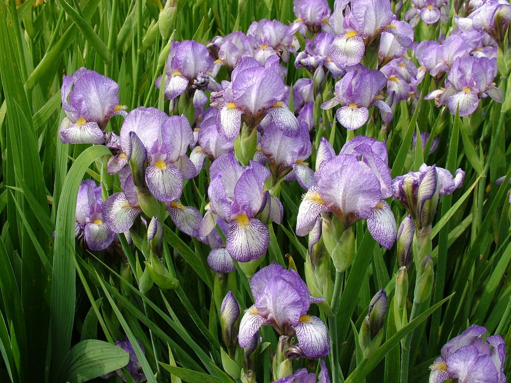 iris 'Lucy's Gift'