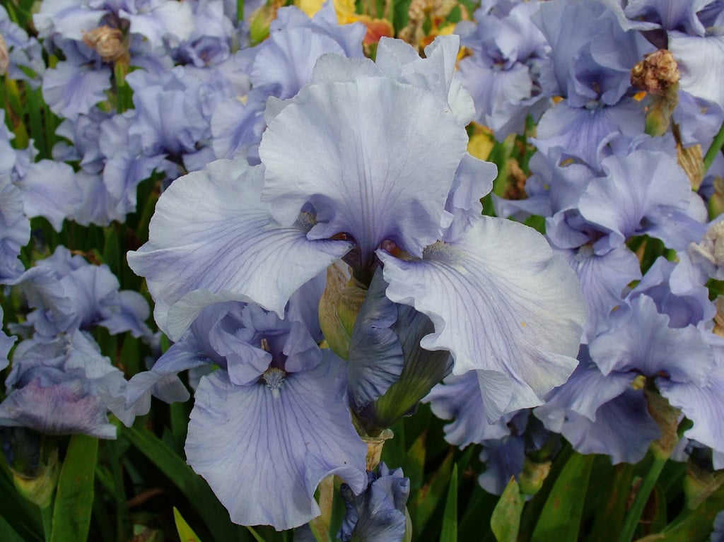 iris 'Maui Surf'