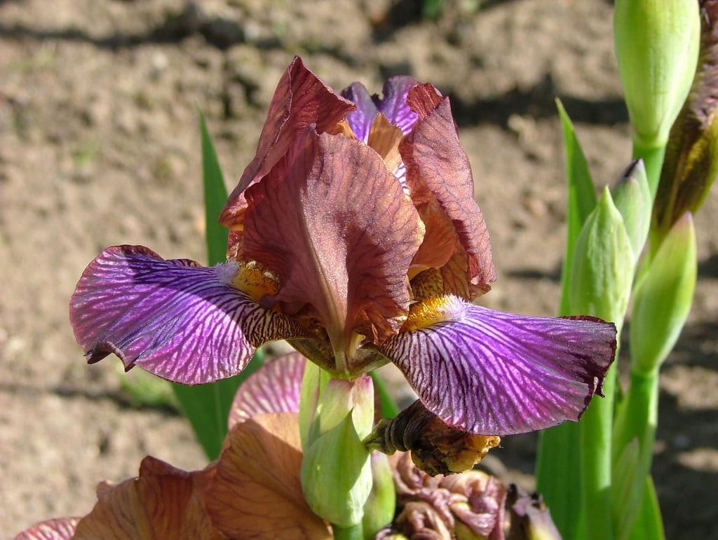 iris 'Medway Valley'