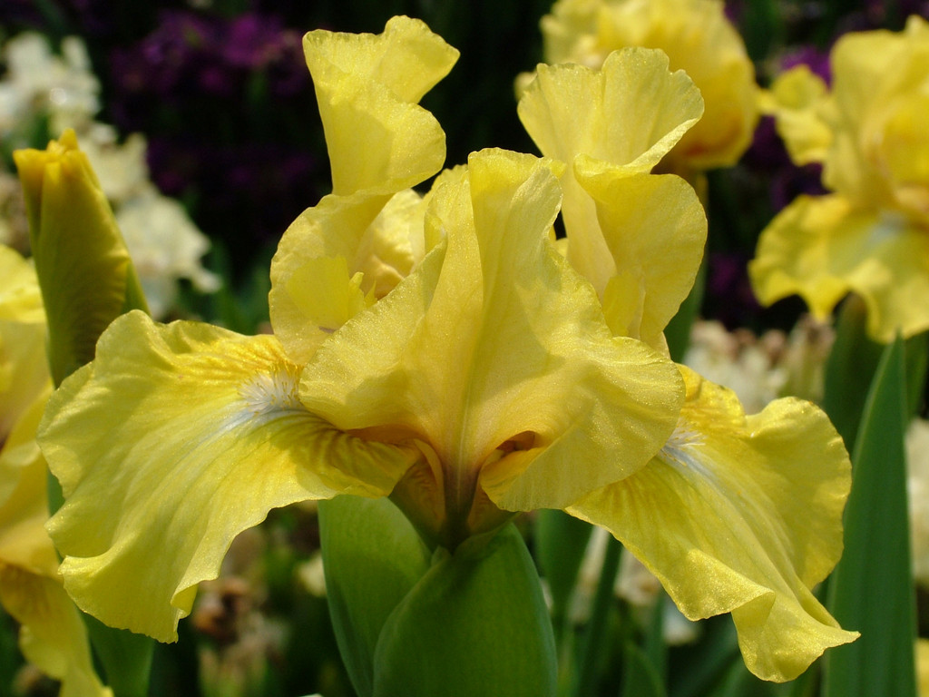 iris 'Holidaze'