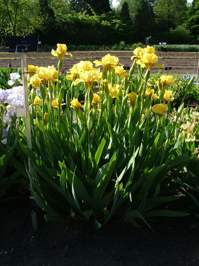 iris 'Holidaze'