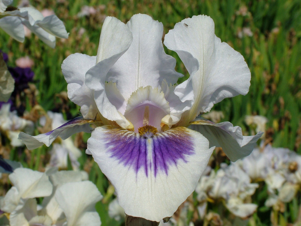 iris 'Cranbrook'