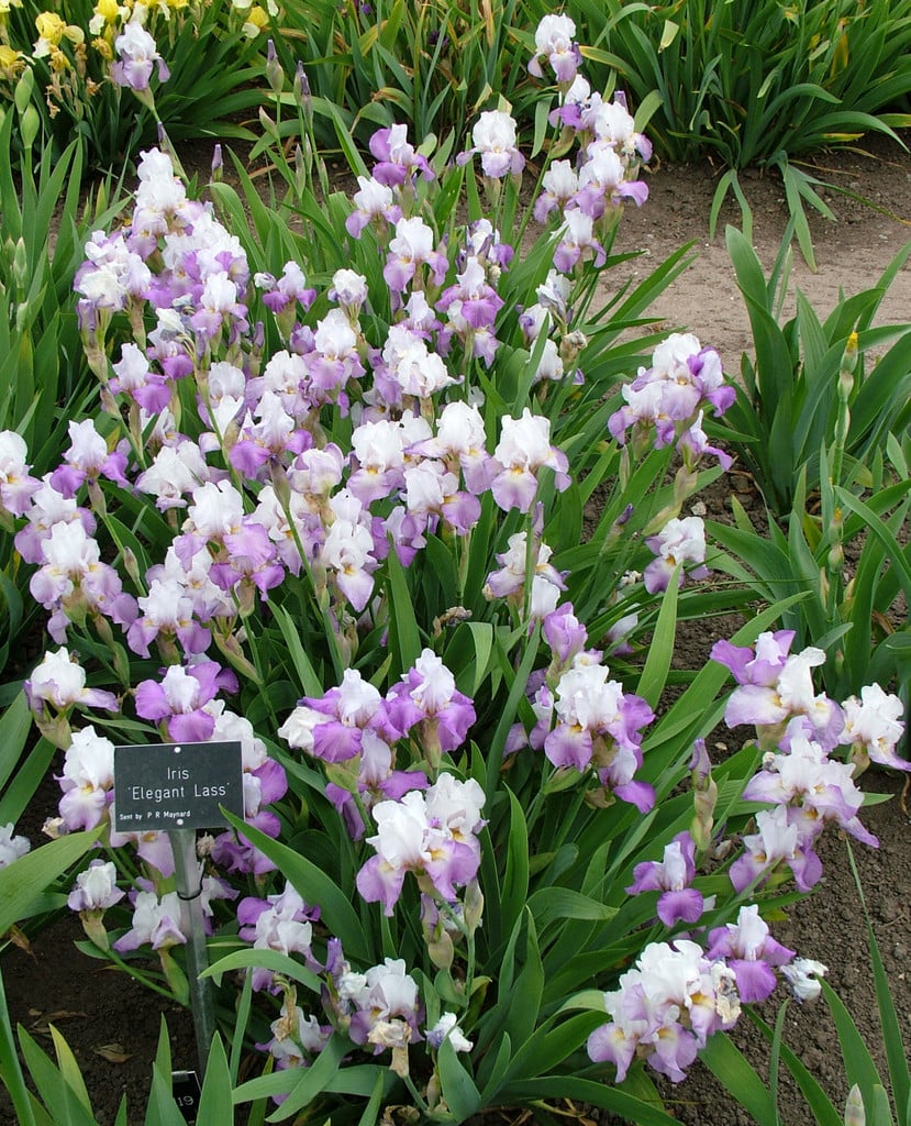 iris 'Elegant Lass'