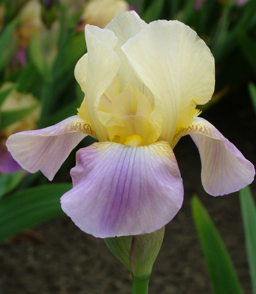 iris 'Enriched'