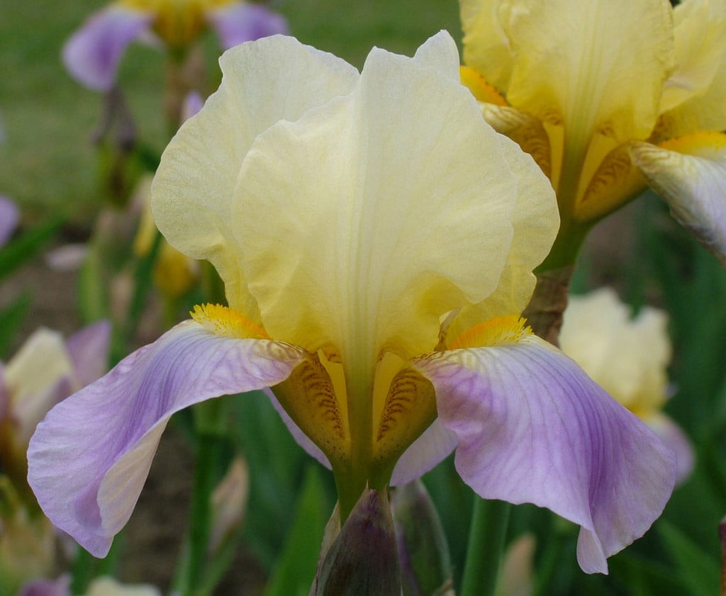 iris 'Enriched'