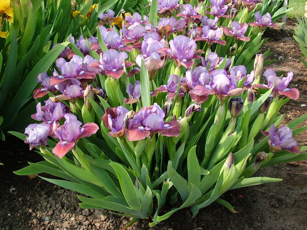 iris 'Flirting Again'