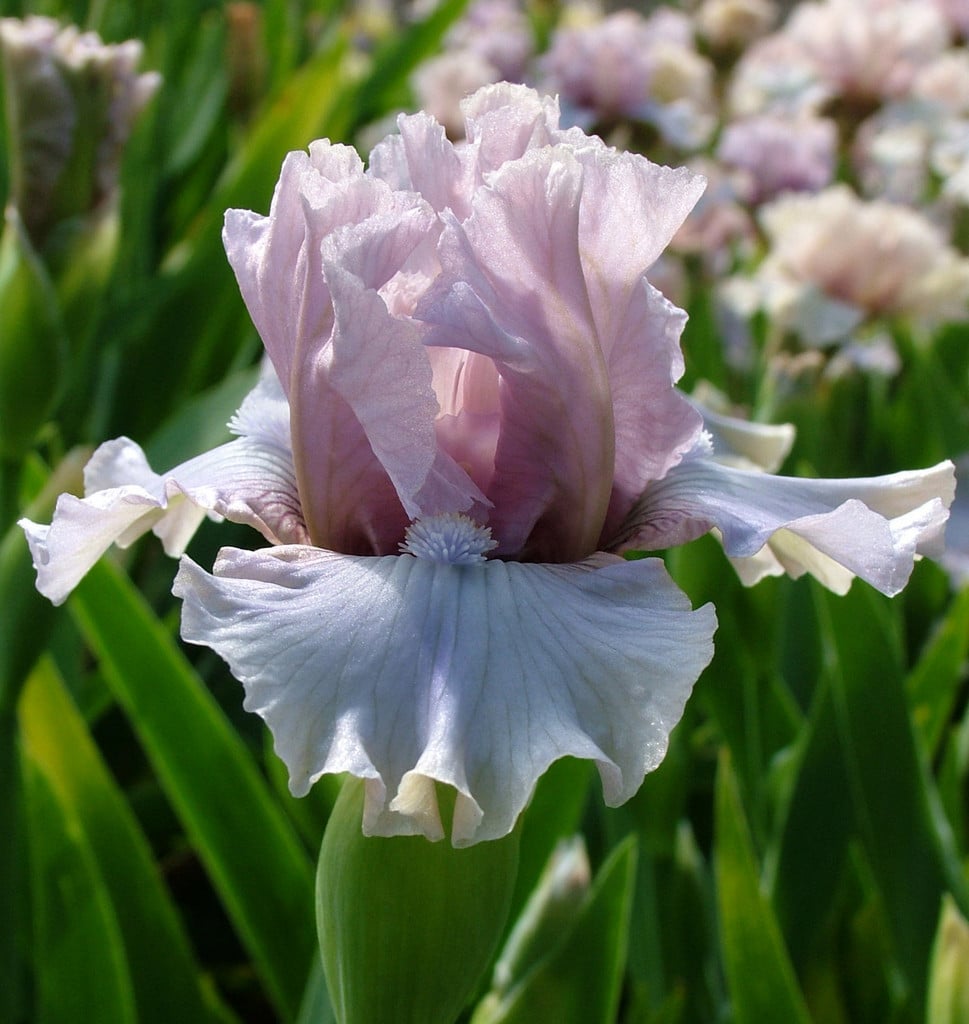 iris 'Londonderry'