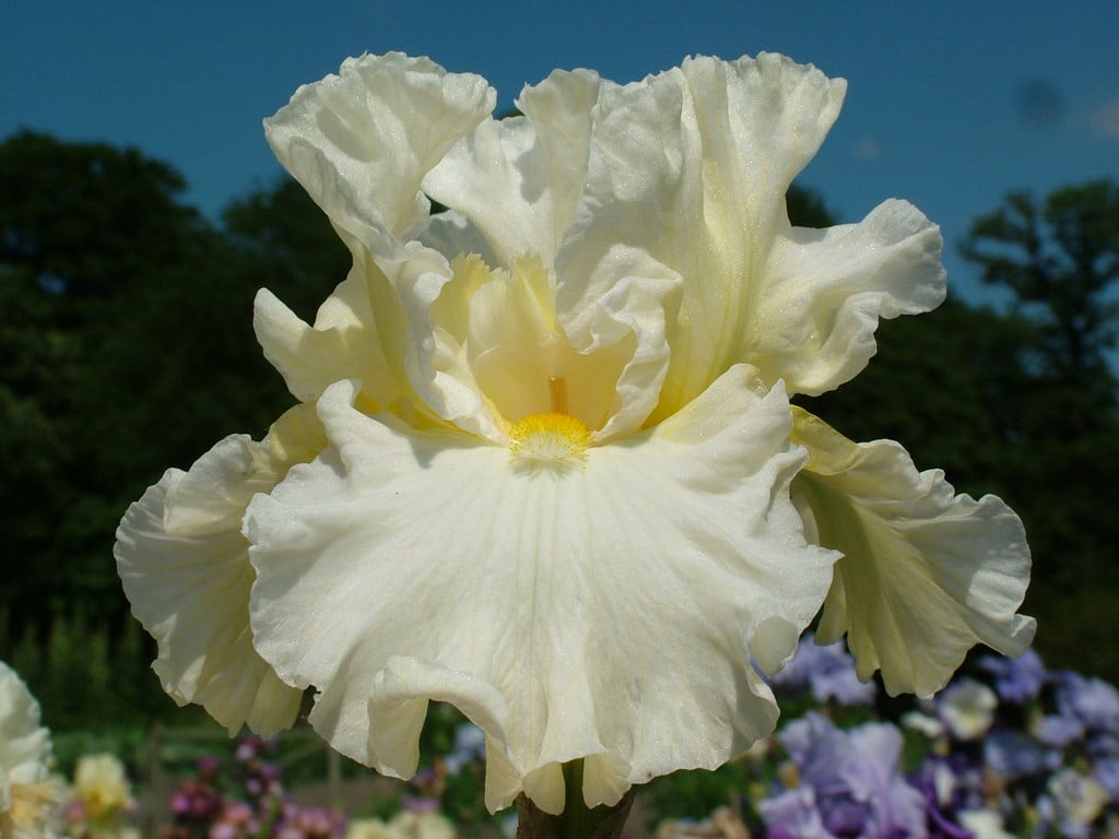 iris 'Princess Bride'