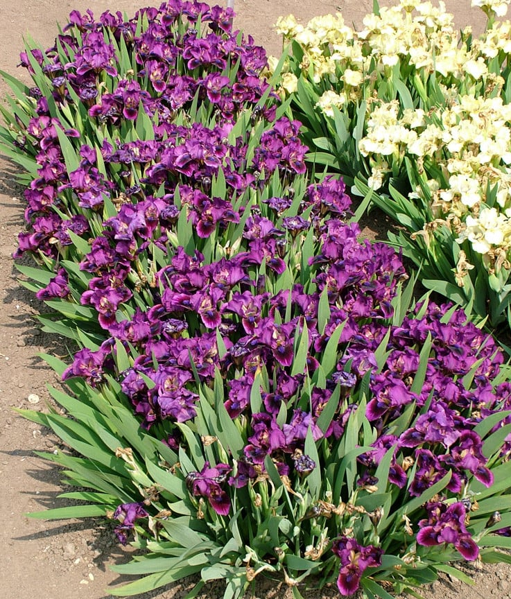 iris 'Pumpin' Iron'