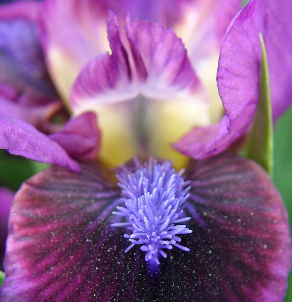 iris 'Pumpin' Iron'
