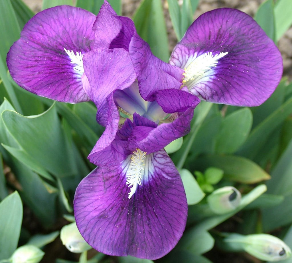 iris 'Royal Contrast'