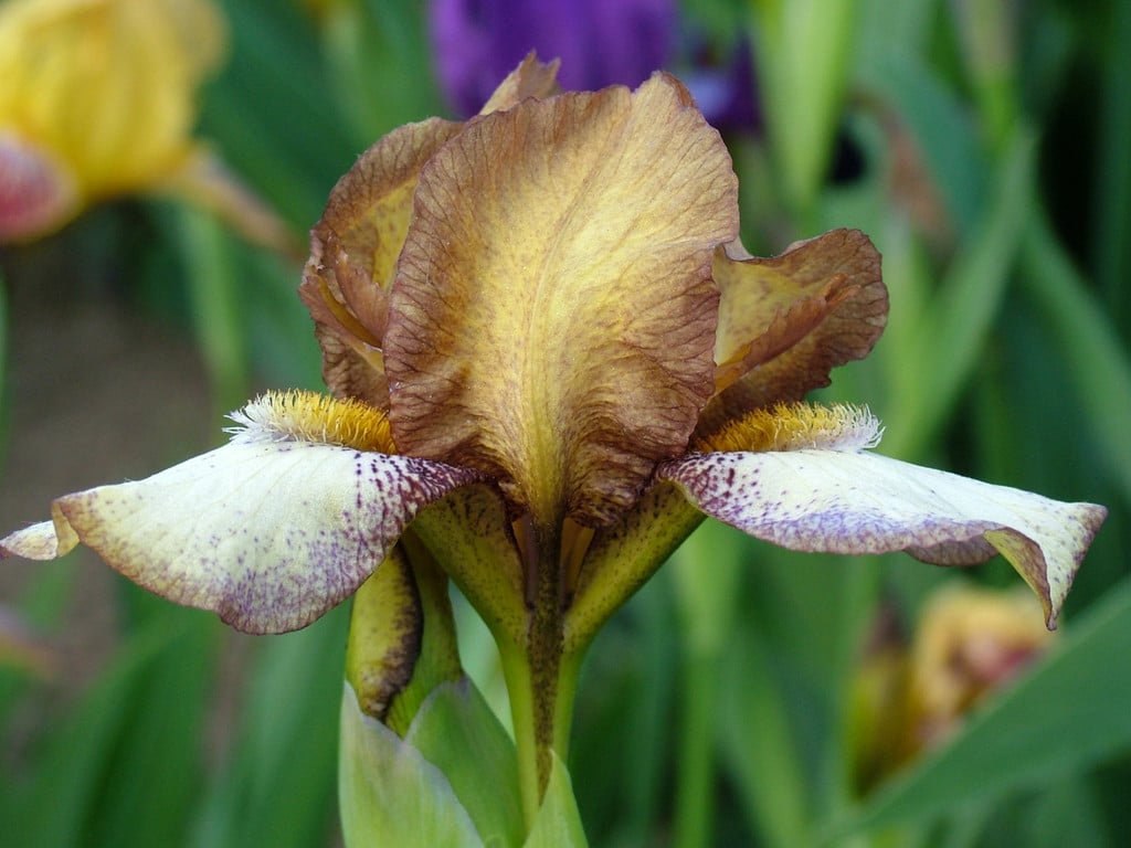 iris 'Staplehurst'