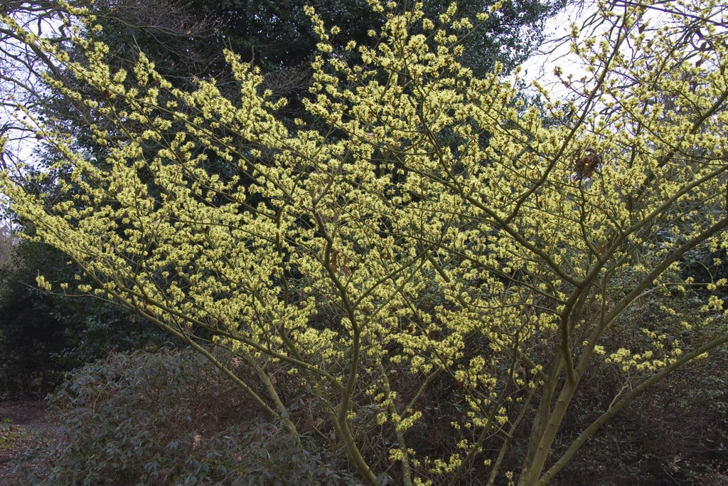 witch hazel 'Sunburst'