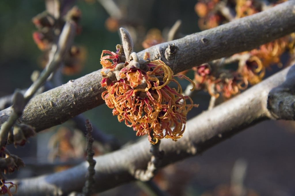 witch hazel 'Gingerbread'