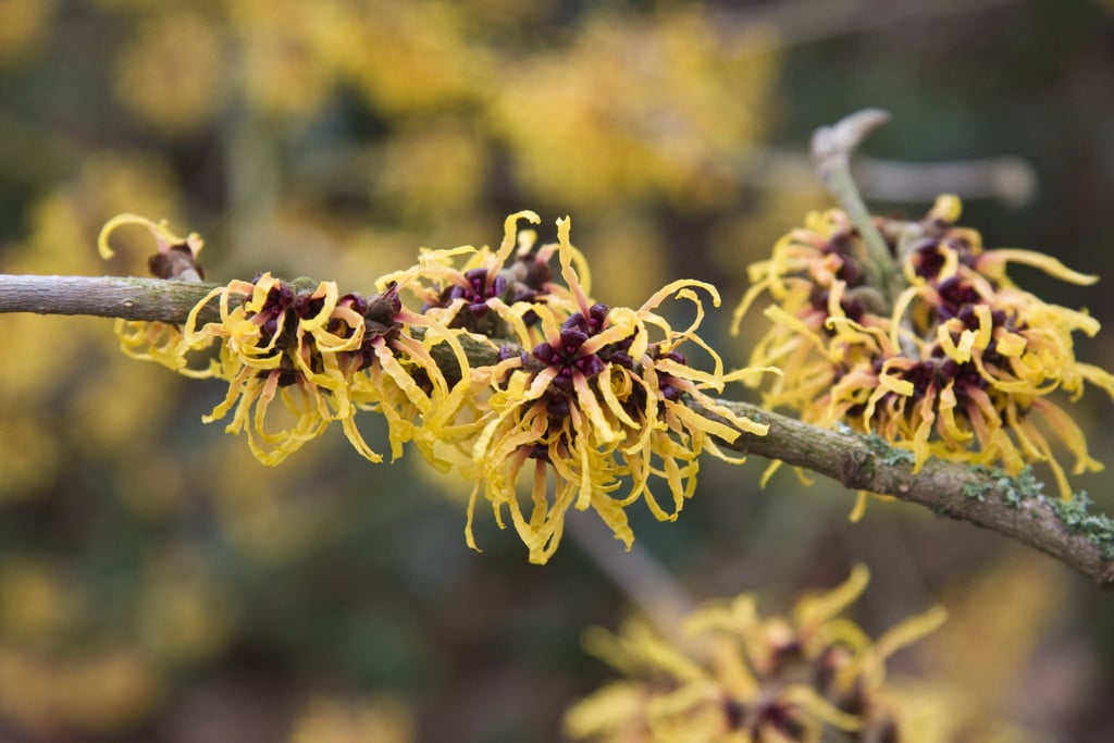 witch hazel 'Orange Beauty'
