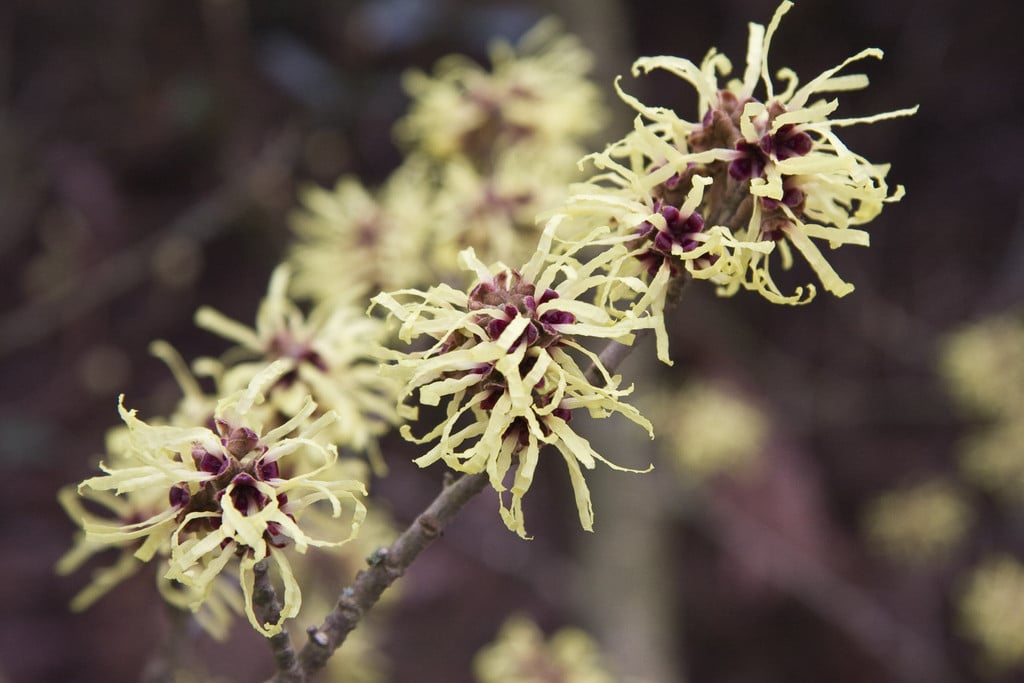 witch hazel 'Sunburst'