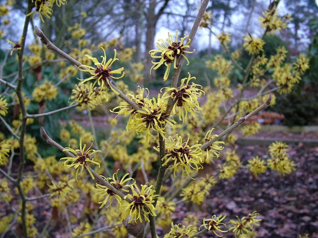 witch hazel 'Jermyns Gold'
