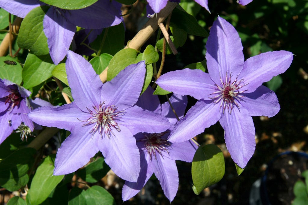 Clematis Parisienne (&evipo019&pbr) (boulevard Series) (el) 