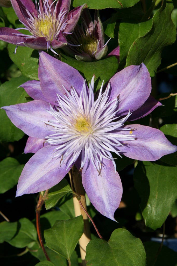 clematis [Crystal Fountain]