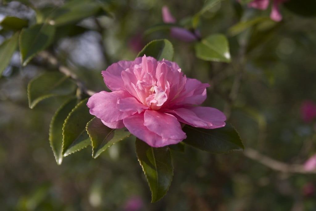 Camellia 'Sparkling Burgundy' camellia 'Sparkling Burgundy'/RHS Gardening