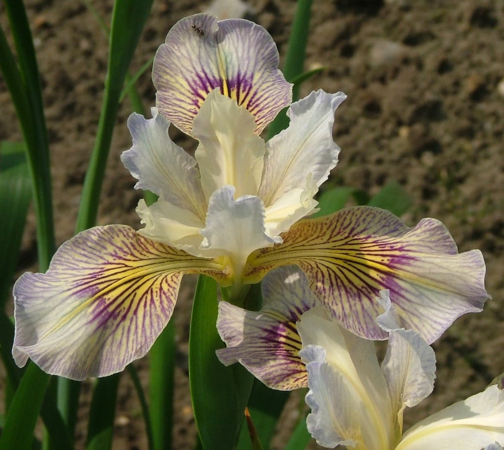 iris 'Fine Line'