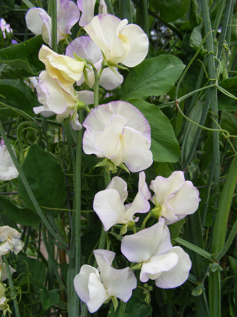 sweet pea 'High Scent'