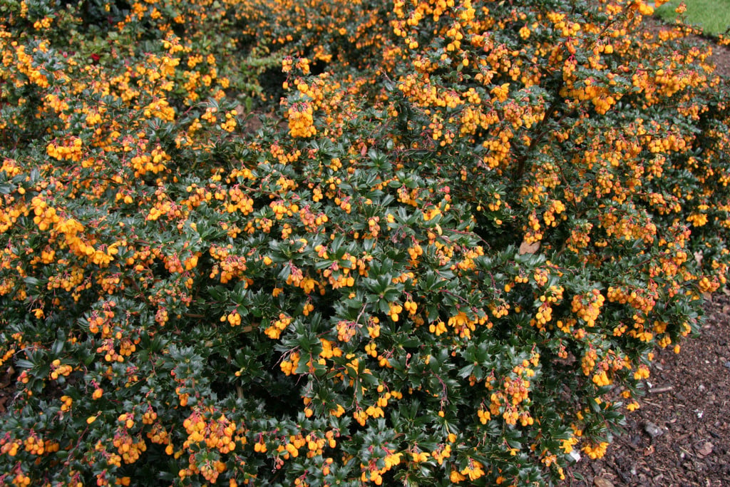 Darwin's barberry 'Compacta'
