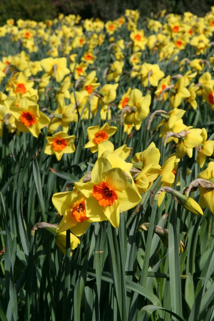 daffodil 'Border Beauty'