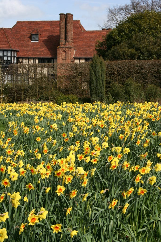daffodil 'Border Beauty'