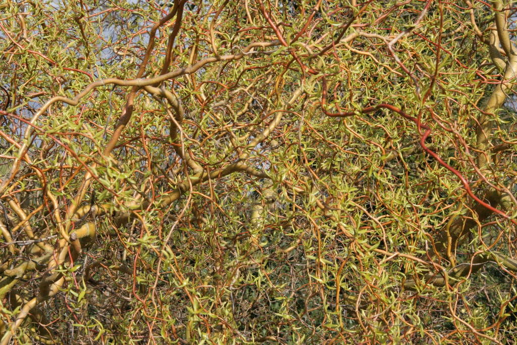 willow 'Erythroflexuosa'