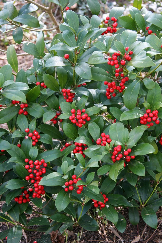 skimmia 'Veitchii'