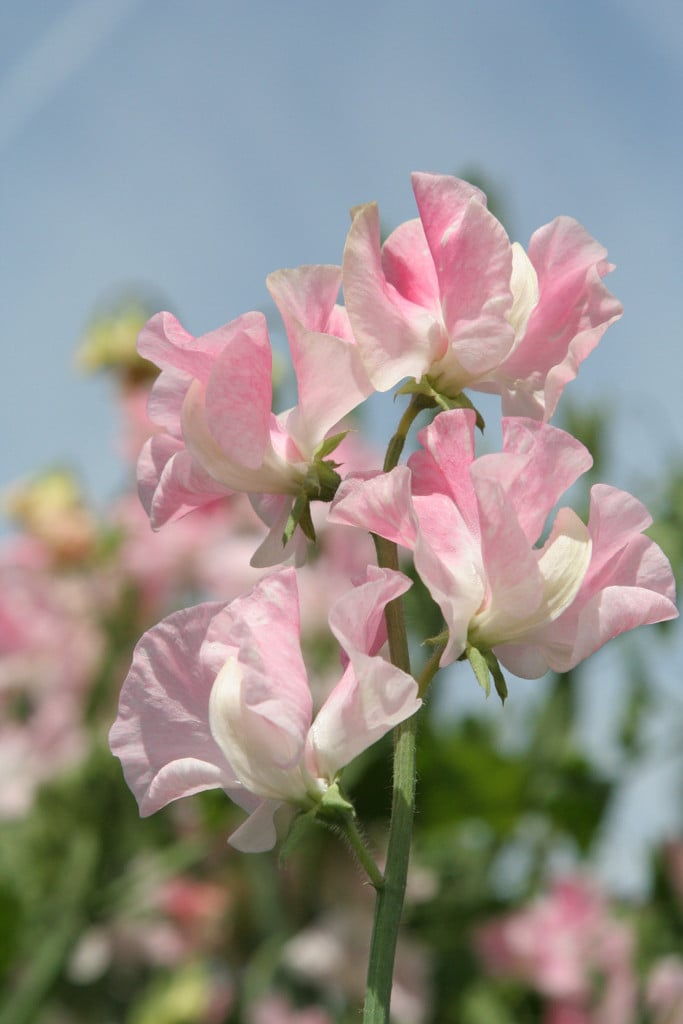 sweet pea 'John Gray'