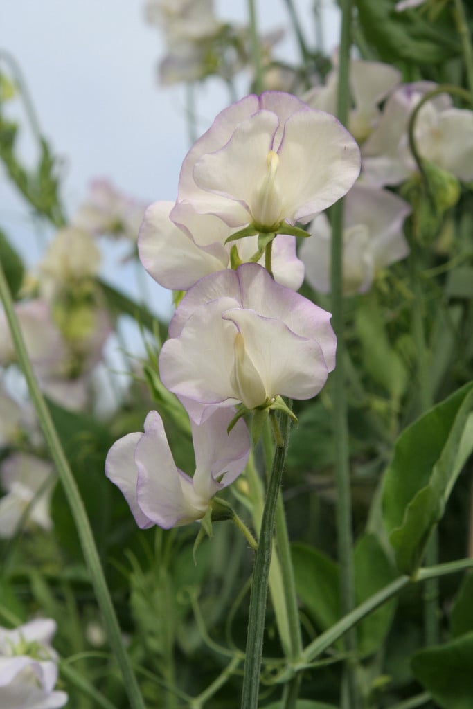 Lathyrus odoratus 'High Scent' sweet pea 'High Scent'/RHS Gardening